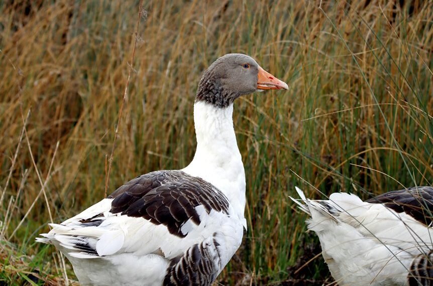 behavioral score data analysis